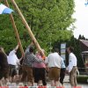 Maibaum 2013